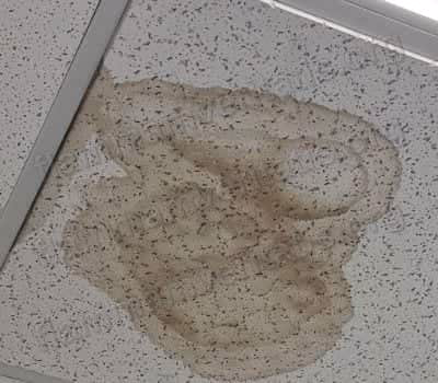 Loseta de plafón acústico del techo del aula 4201, Edificio 4, con una mancha de humedad oscura y ondulada que cubre buena parte de la loseta, junto al riel metálico del panel.